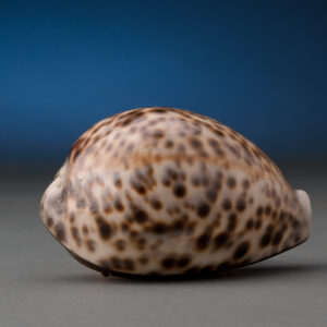 Antique Cowrie Shell Box