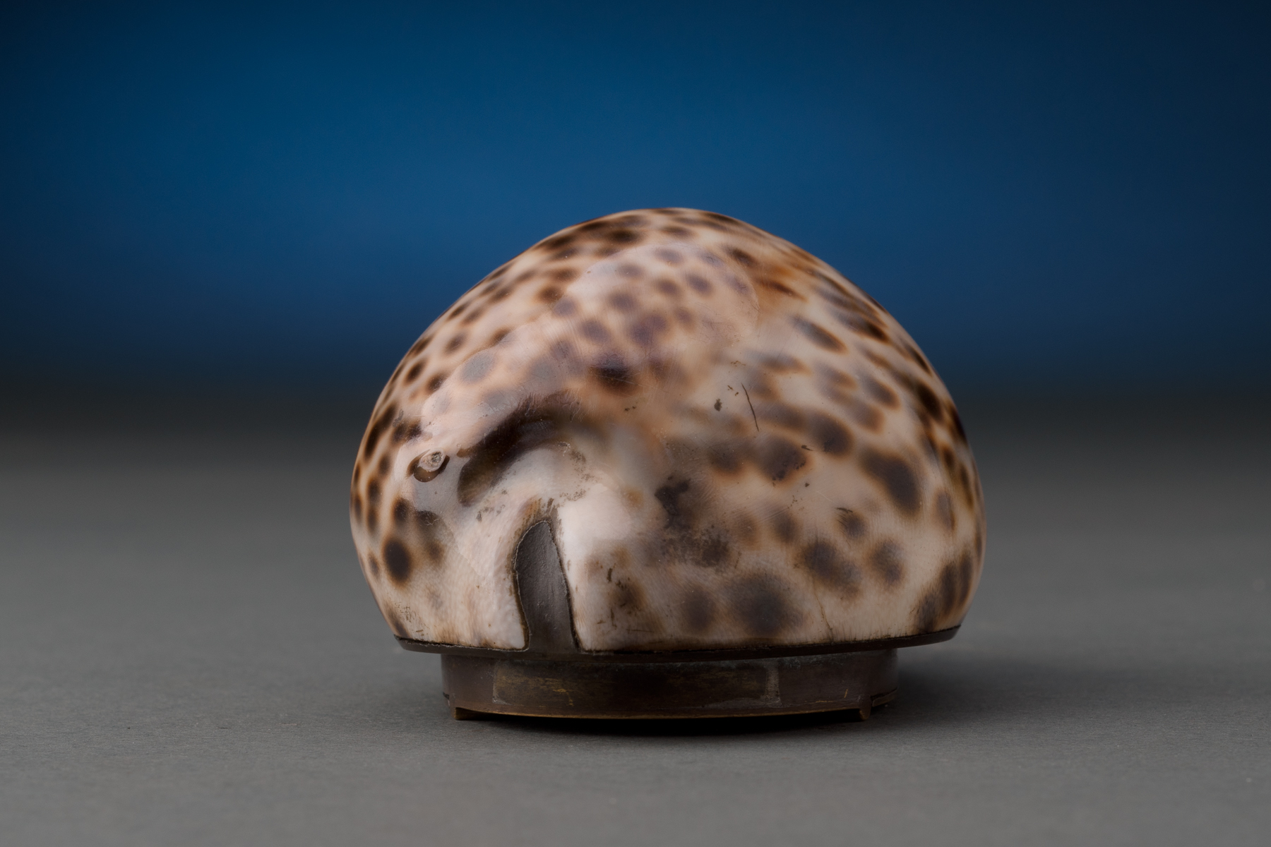 Cowrie Shell Box - Image 6